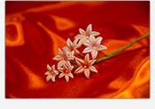 Flores de azucar Azahar 01
