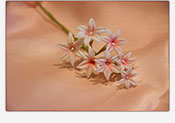 Flores de azucar Azahar 02