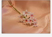 Flores de azucar Azahar 03