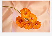 Flores de azucar Primulas 01