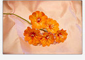 Flores de azucar Primulas 02