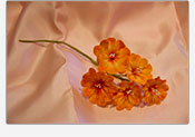 Flores de azucar Primulas 03