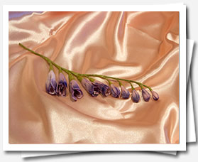 Flores de azucar Fresias